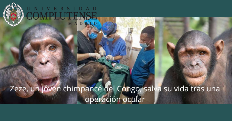 Una operación ocular salva la vida de Zezé, un joven chimpancé rescatado en el Congo.